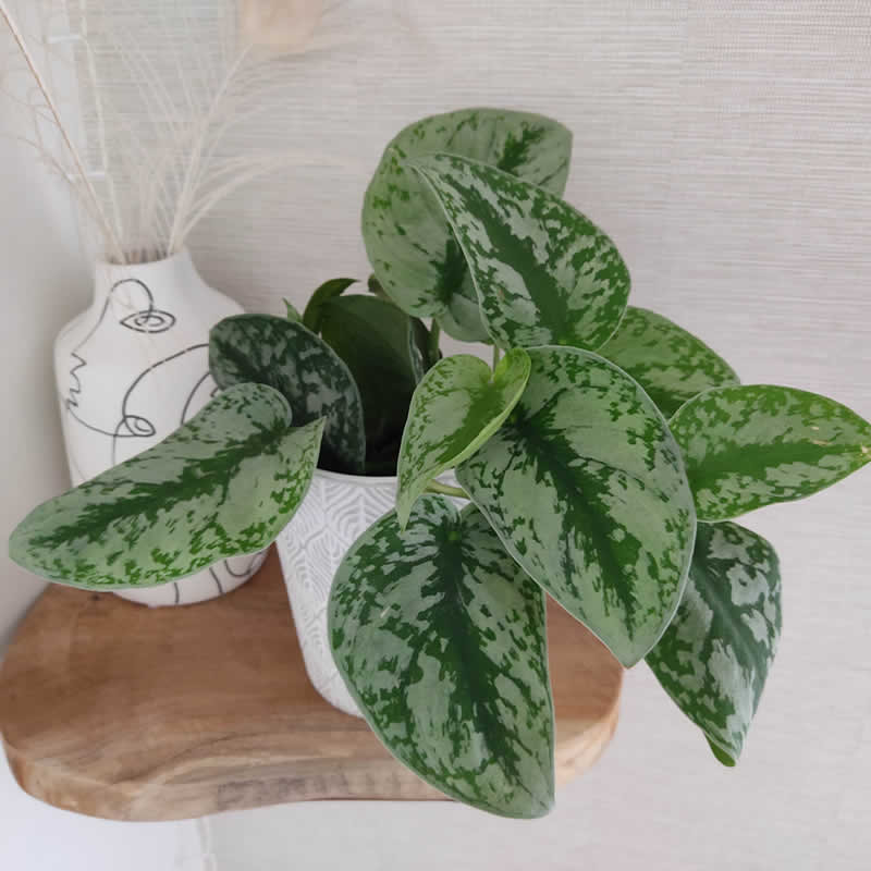 Scindapsus Pictus