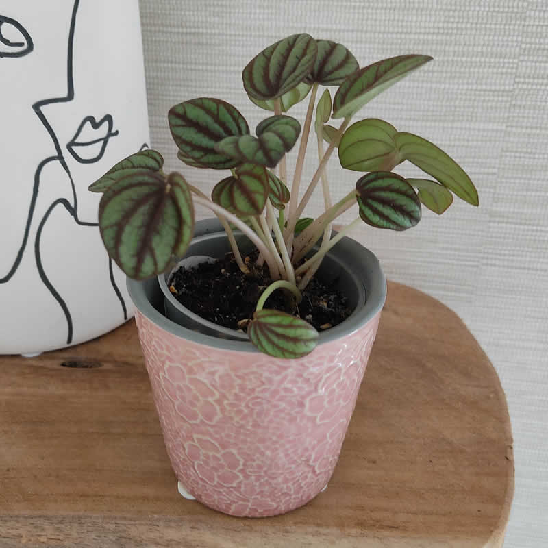 peperomia-banda_2.jpg